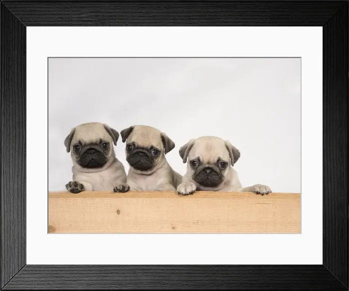 Framed Print : Picture No. 11992826 Framed Print : Picture No. 11992826