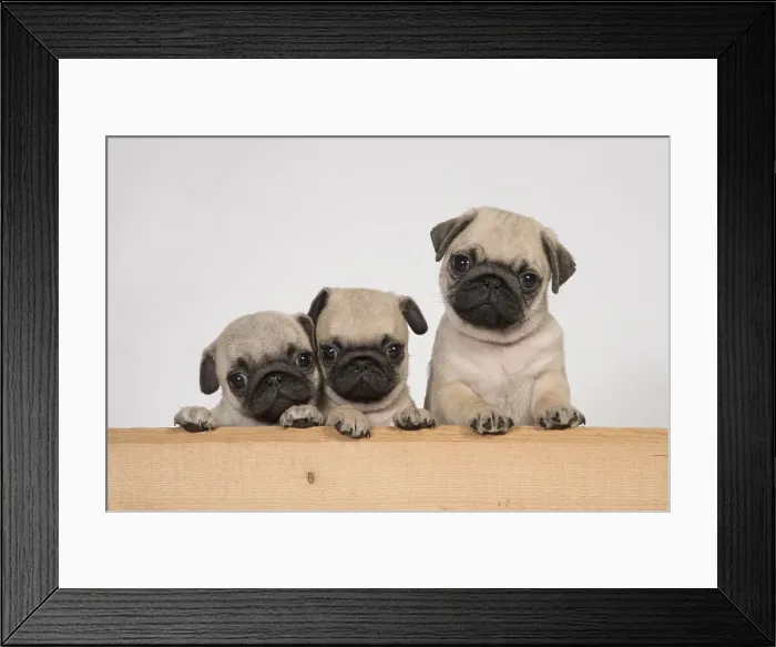 Framed Print : Picture No. 11992827 Framed Print : Picture No. 11992827