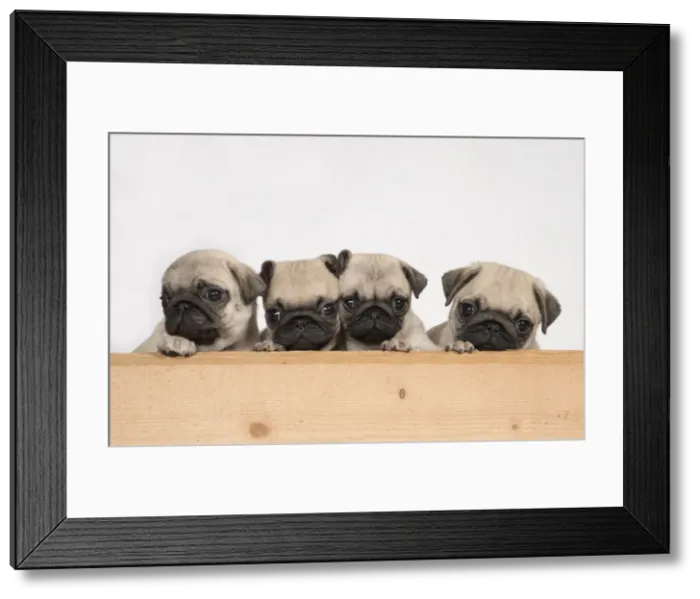 Framed Print : Picture No. 11992828 Framed Print : Picture No. 11992828