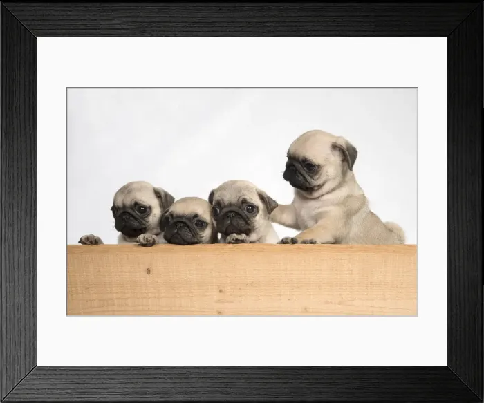 Framed Print : Picture No. 11992829 Framed Print : Picture No. 11992829