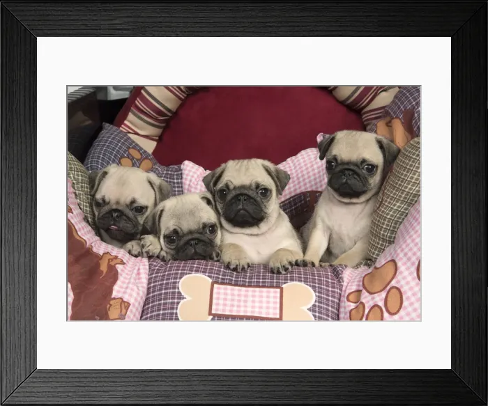 Framed Print : Picture No. 11992832 Framed Print : Picture No. 11992832