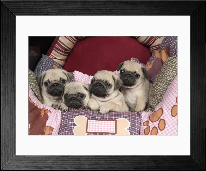 Framed Print : Picture No. 11992833 Framed Print : Picture No. 11992833