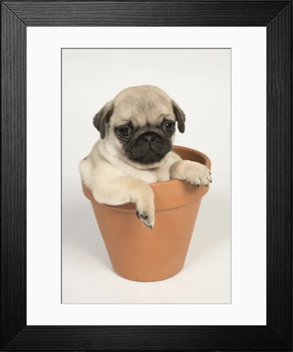 Framed Print : Picture No. 11992834 Framed Print : Picture No. 11992834