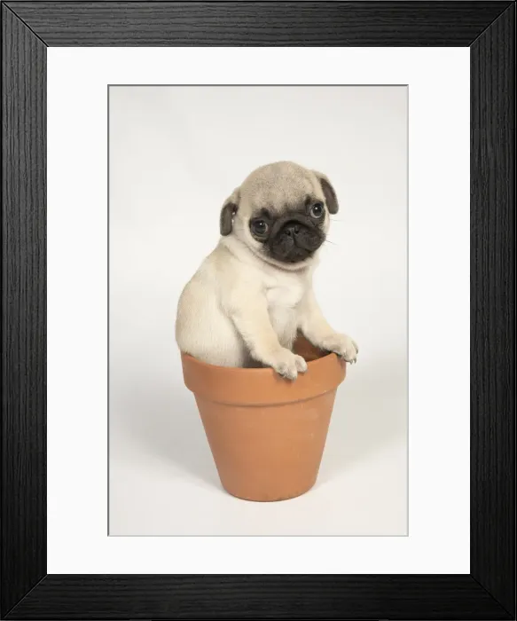 Framed Print : Picture No. 11992835 Framed Print : Picture No. 11992835