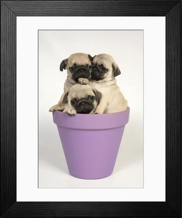 Framed Print : Picture No. 11992836 Framed Print : Picture No. 11992836
