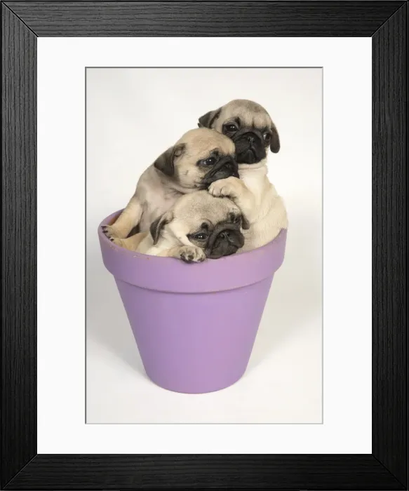 Framed Print : Picture No. 11992837 Framed Print : Picture No. 11992837