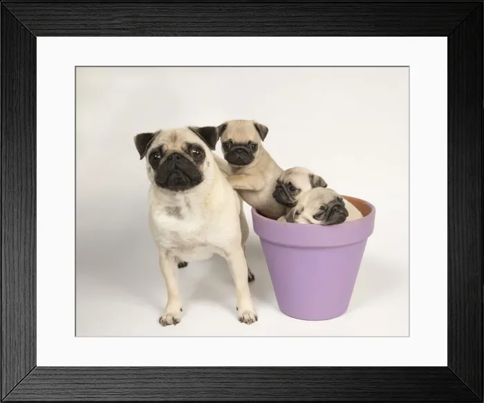 Framed Print : Picture No. 11992838 Framed Print : Picture No. 11992838