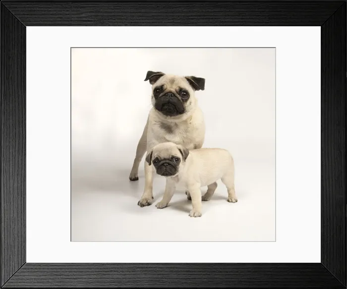 Framed Print : Picture No. 11992839 Framed Print : Picture No. 11992839