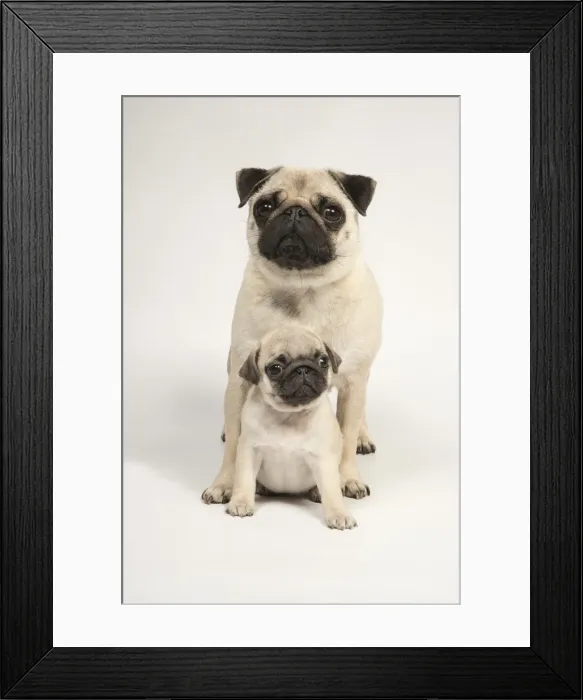 Framed Print : Picture No. 11992841 Framed Print : Picture No. 11992841