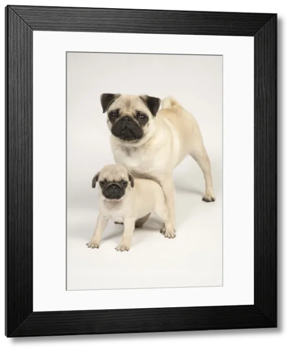 Framed Print : Picture No. 11992842 Framed Print : Picture No. 11992842