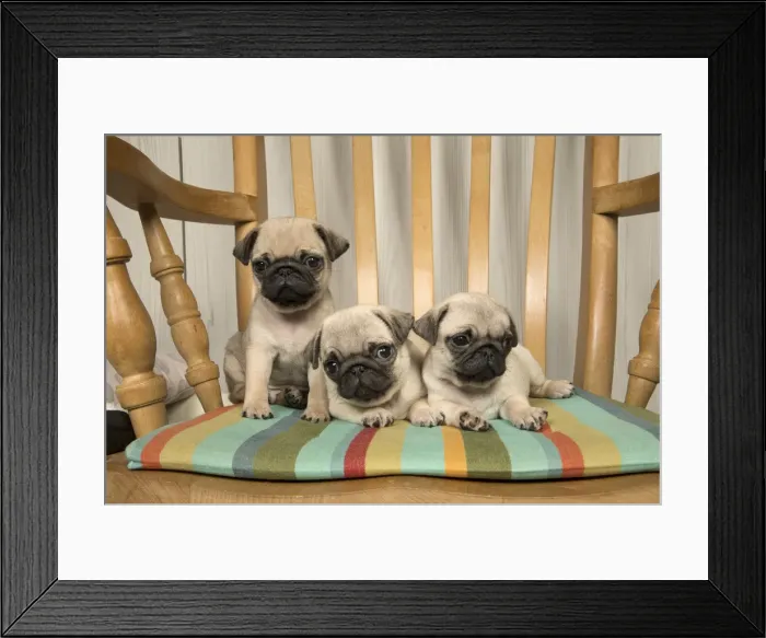 Framed Print : Picture No. 11992846 Framed Print : Picture No. 11992846