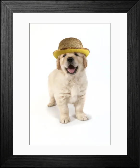 Framed Print : Picture No. 11992857 Framed Print : Picture No. 11992857