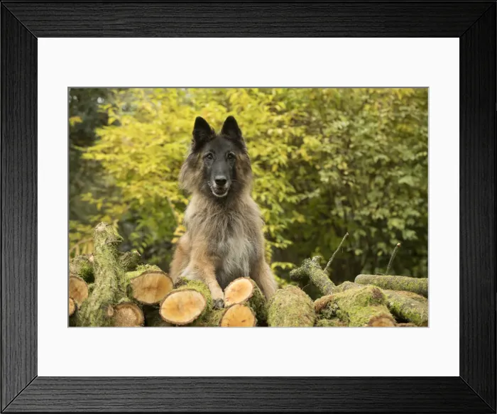 Framed Print : Picture No. 11993079 Framed Print : Picture No. 11993079