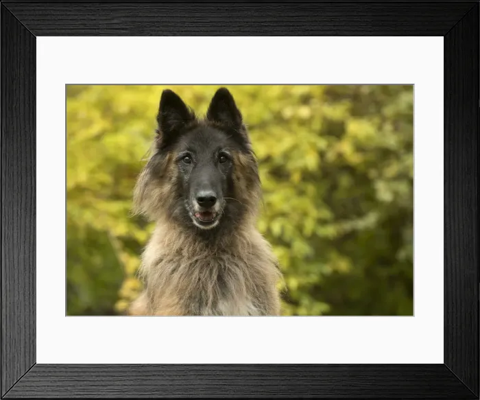 Framed Print : Picture No. 11993080 Framed Print : Picture No. 11993080
