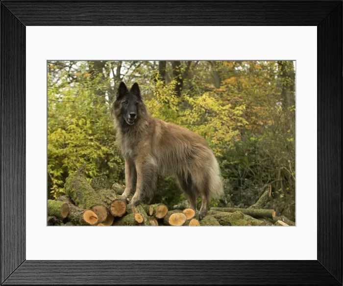 Framed Print : Picture No. 11993081 Framed Print : Picture No. 11993081