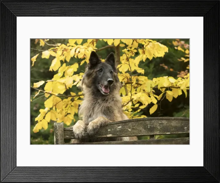 Framed Print : Picture No. 11993082 Framed Print : Picture No. 11993082