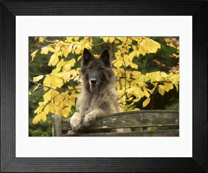 Framed Print : Picture No. 11993083 Framed Print : Picture No. 11993083
