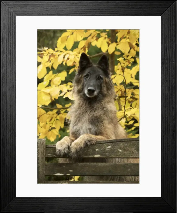 Framed Print : Picture No. 11993084 Framed Print : Picture No. 11993084