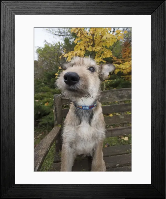 Framed Print : Picture No. 11993087 Framed Print : Picture No. 11993087