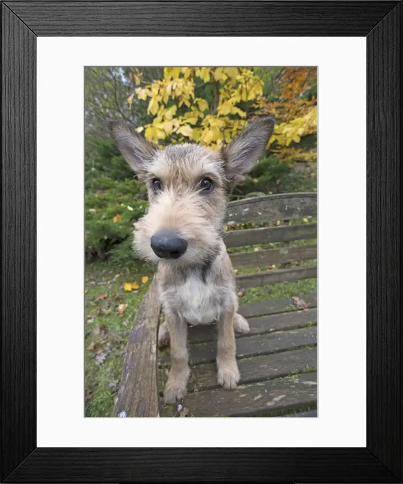 Framed Print : Picture No. 11993088 Framed Print : Picture No. 11993088