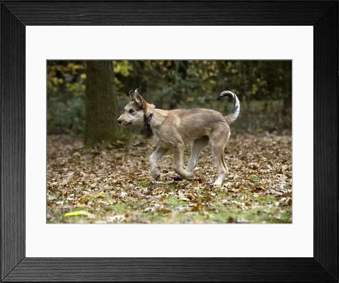 Framed Print : Picture No. 11993090 Framed Print : Picture No. 11993090