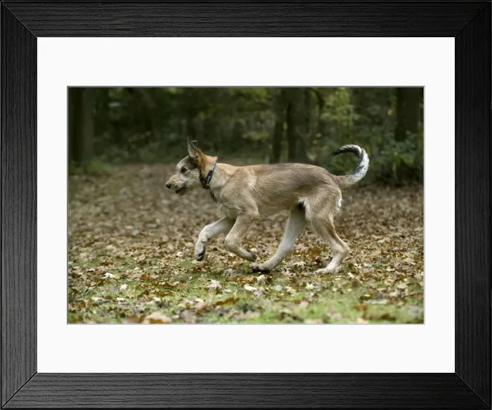 Framed Print : Picture No. 11993091 Framed Print : Picture No. 11993091