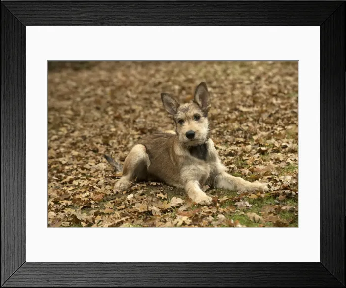 Framed Print : Picture No. 11993092 Framed Print : Picture No. 11993092