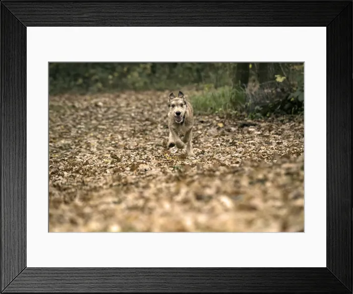Framed Print : Picture No. 11993093 Framed Print : Picture No. 11993093