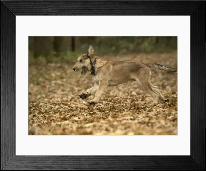 Framed Print : Picture No. 11993094 Framed Print : Picture No. 11993094