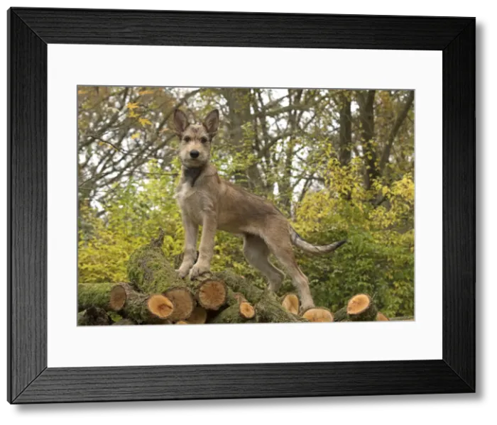 Framed Print : Picture No. 11993095 Framed Print : Picture No. 11993095