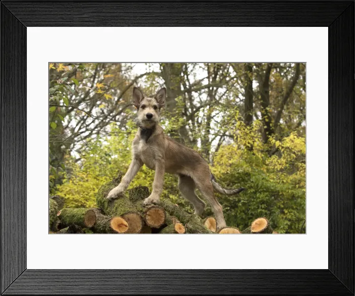 Framed Print : Picture No. 11993096 Framed Print : Picture No. 11993096