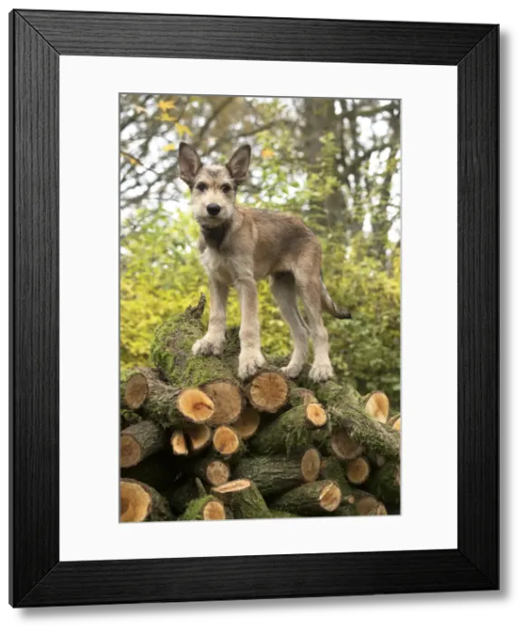 Framed Print : Picture No. 11993097 Framed Print : Picture No. 11993097