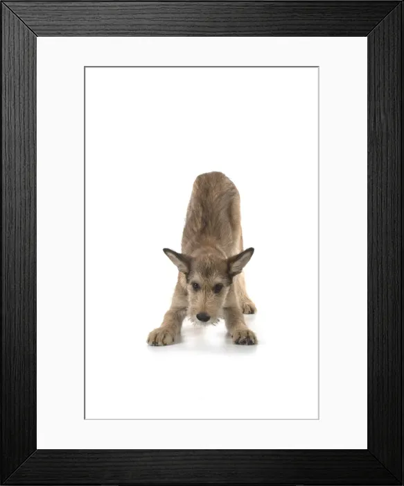 Framed Print : Picture No. 11993099 Framed Print : Picture No. 11993099