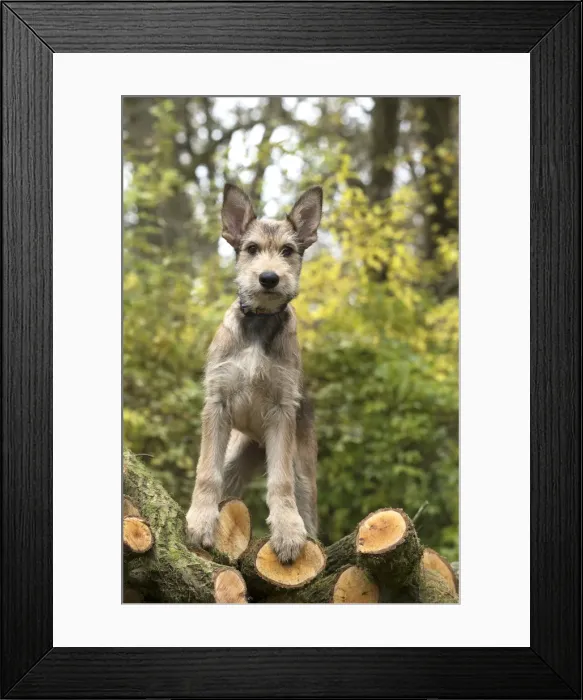 Framed Print : Picture No. 11993098 Framed Print : Picture No. 11993098