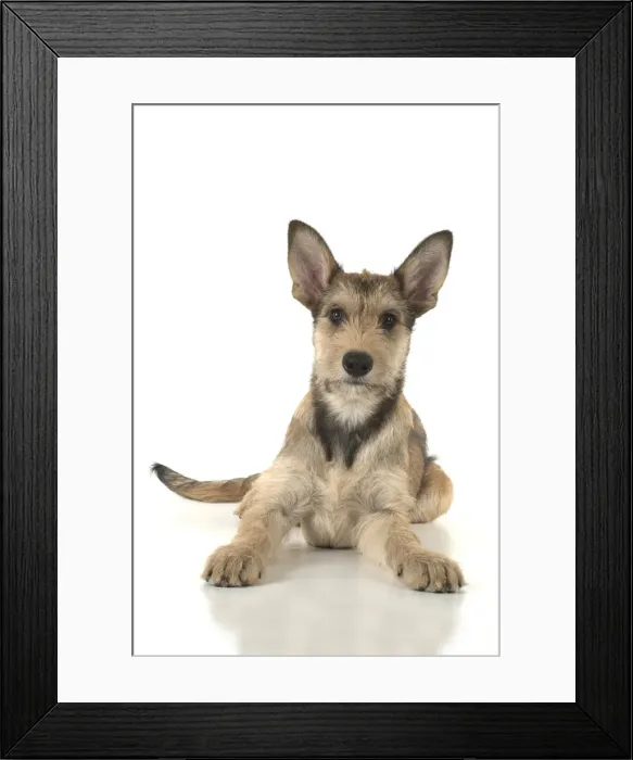 Framed Print : Picture No. 11993101 Framed Print : Picture No. 11993101