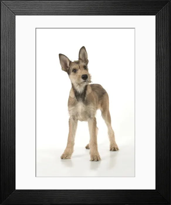 Framed Print : Picture No. 11993102 Framed Print : Picture No. 11993102