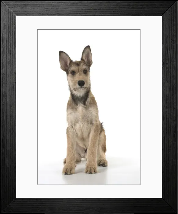 Framed Print : Picture No. 11993103 Framed Print : Picture No. 11993103