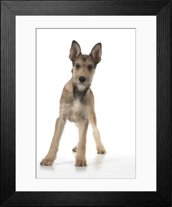 Framed Print : Picture No. 11993104 Framed Print : Picture No. 11993104