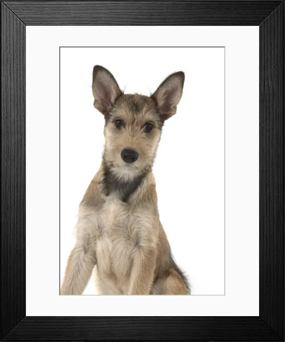 Framed Print : Picture No. 11993105 Framed Print : Picture No. 11993105