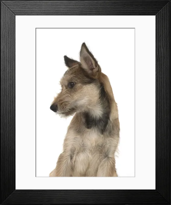 Framed Print : Picture No. 11993106 Framed Print : Picture No. 11993106
