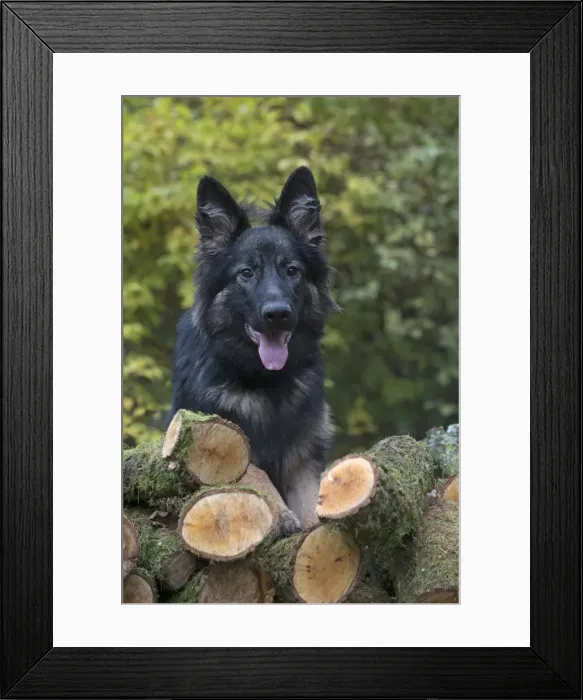 Framed Print : Picture No. 11993112 Framed Print : Picture No. 11993112