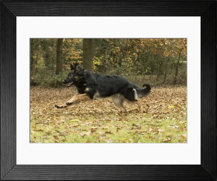 Framed Print : Picture No. 11993113 Framed Print : Picture No. 11993113