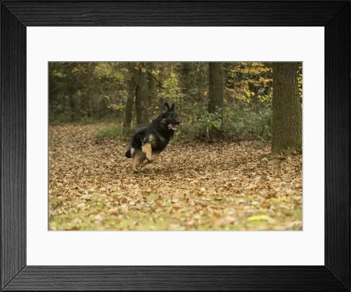 Framed Print : Picture No. 11993114 Framed Print : Picture No. 11993114