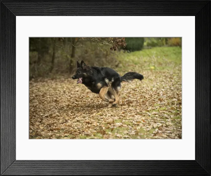 Framed Print : Picture No. 11993115 Framed Print : Picture No. 11993115