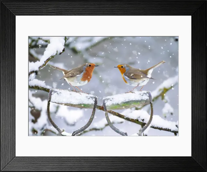 Framed Print : Picture No. 11993331 Framed Print : Picture No. 11993331
