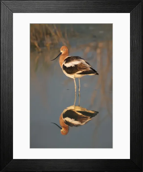 Framed Print : Picture No. 11992492 Framed Print : Picture No. 11992492