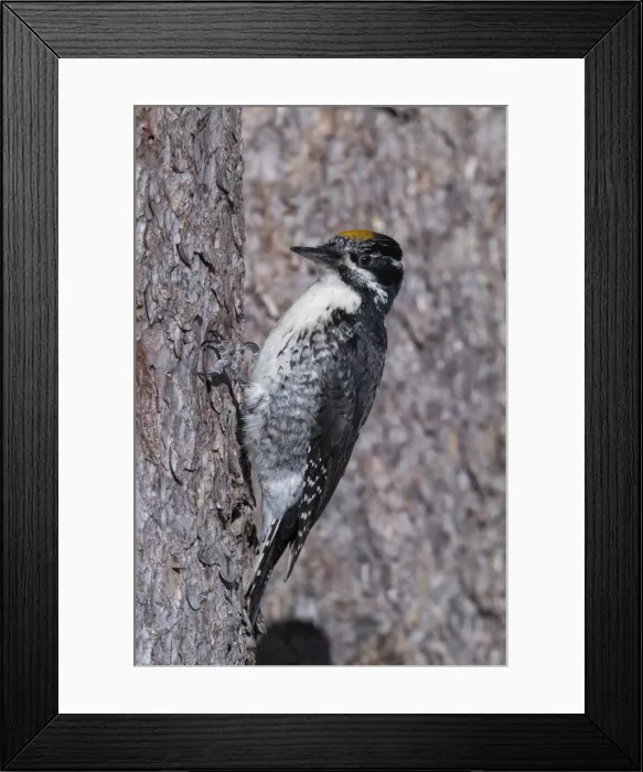 Framed Print : Picture No. 11992493