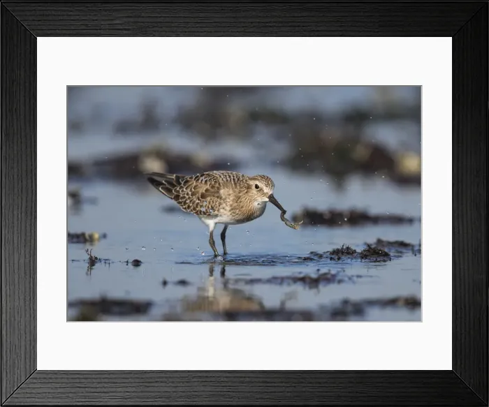 Framed Print : Picture No. 11992494 Framed Print : Picture No. 11992494