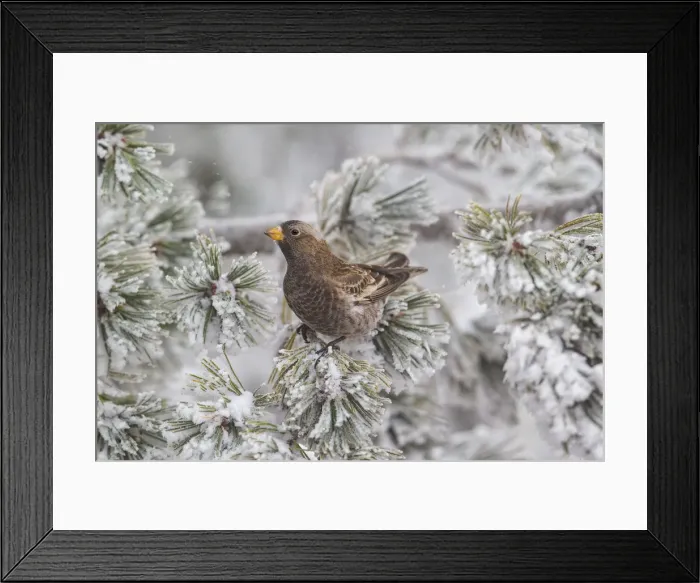 Framed Print : Picture No. 11992495 Framed Print : Picture No. 11992495