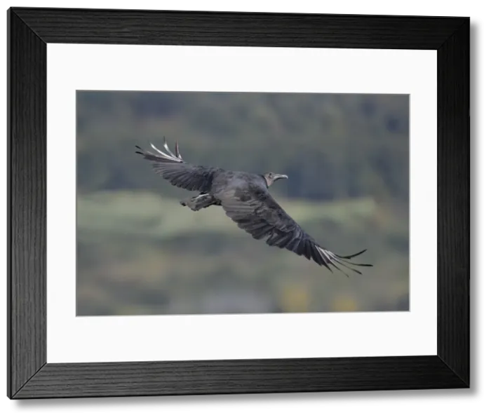 Framed Print : Picture No. 11992496 Framed Print : Picture No. 11992496